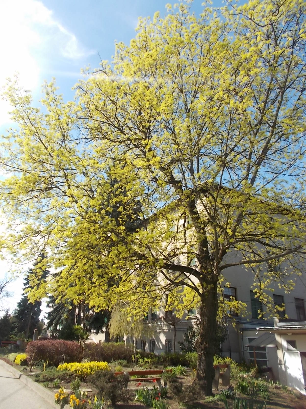2015 Tavaszi dolgozói kertészkedés